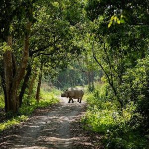 Chitwan Jungle Safari