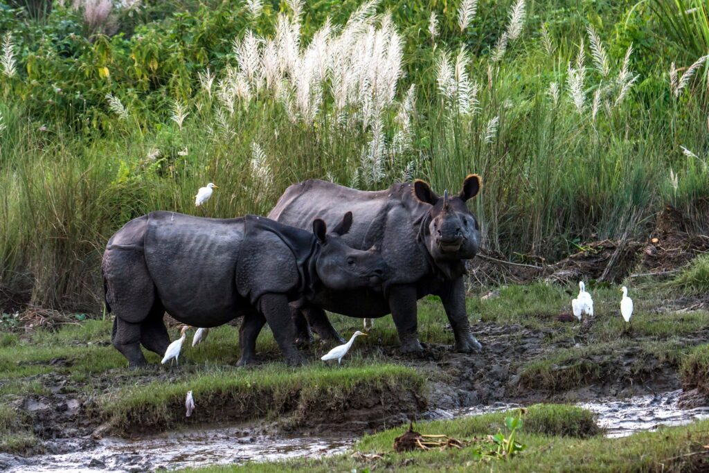 Bardia Jungle Safari
