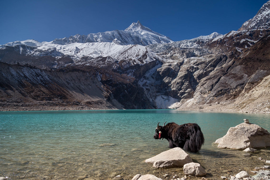 Yak standing by the turquoise waters of Birendra Lake with snow-covered Manaslu in the background, Nepal.