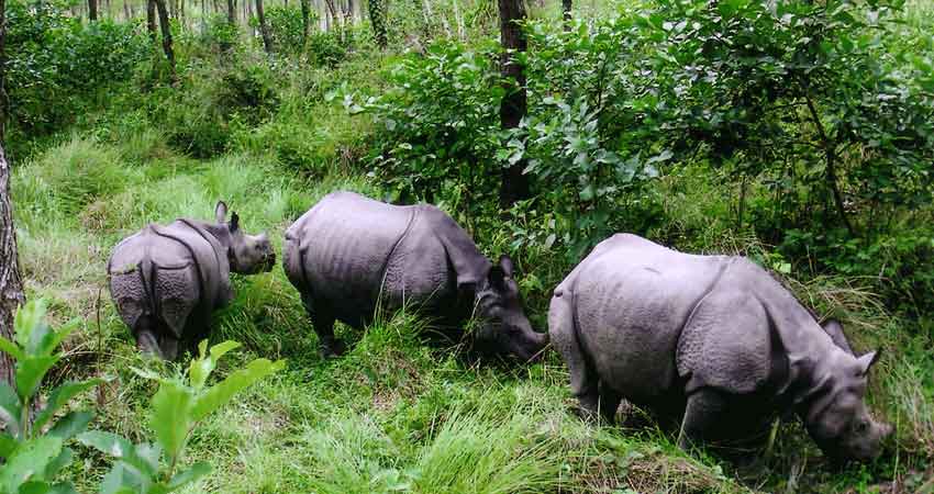 CHITWAN JUNGLE SAFARI