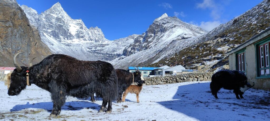 Yaks grazing in a snowy mountain village en route to Gokyo on the Everest Base Camp with Gokyo Lakes Trek